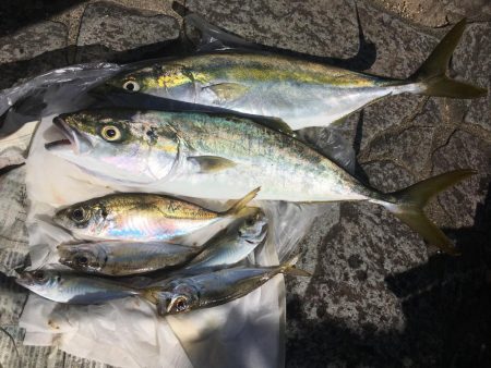 ジグサビキと泳がせ釣り